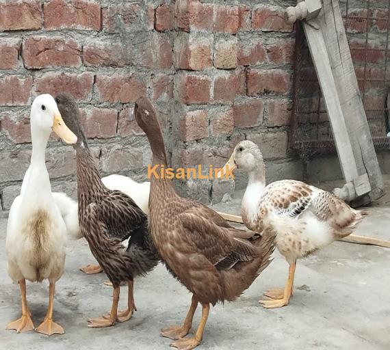 Ducks
