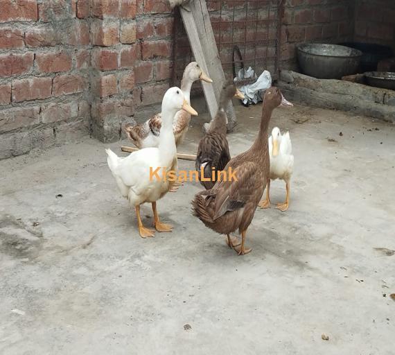 Ducks