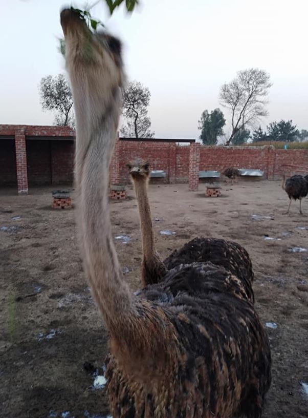 Ostrich For sale Basir Pur Okara Tehsail Depalpur