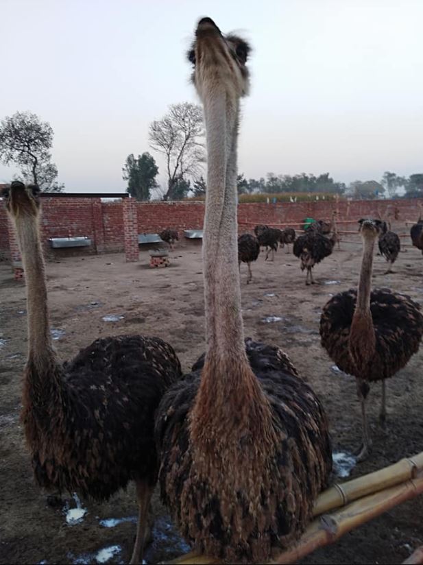 Ostrich For sale Basir Pur Okara Tehsail Depalpur