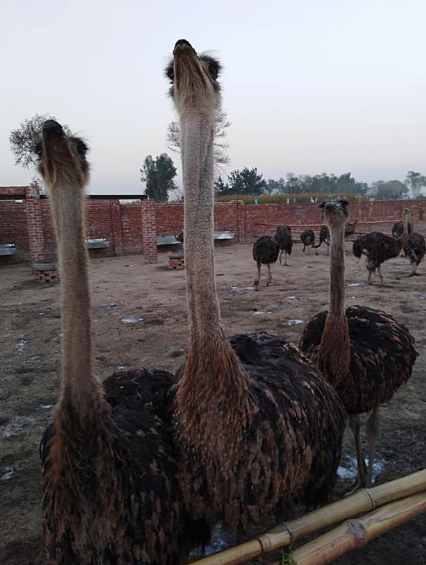 Ostrich For sale Basir Pur Okara Tehsail Depalpur