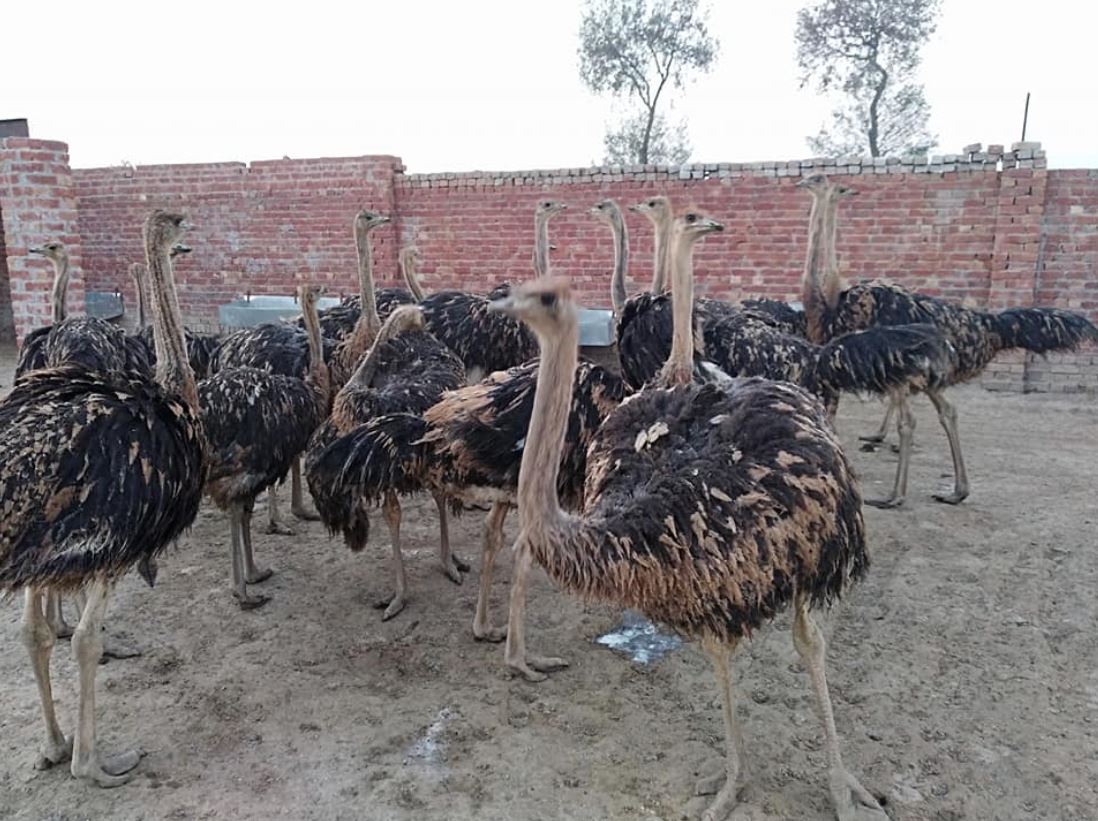 Ostrich For sale Basir Pur Okara Tehsail Depalpur