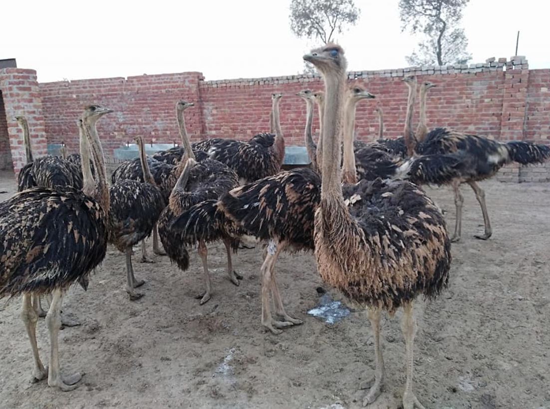 Ostrich For sale Basir Pur Okara Tehsail Depalpur