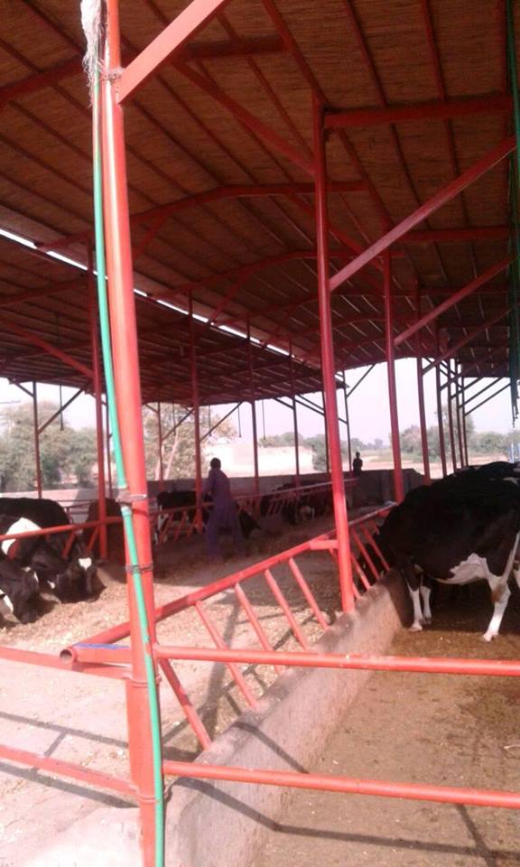 We offer construction of all types dairy shed