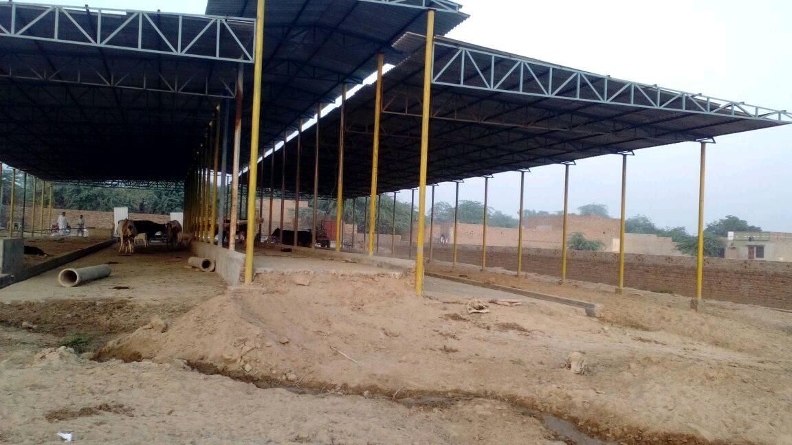 We offer construction of all types dairy shed