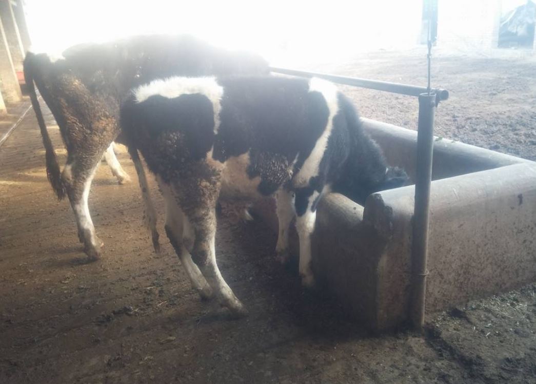 Bulls for sale