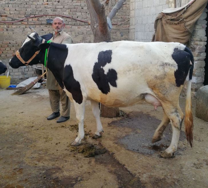 Freesian Cross Cow for sale