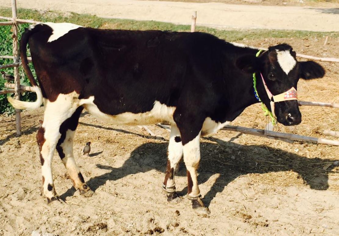 Beautiful heifers for sale